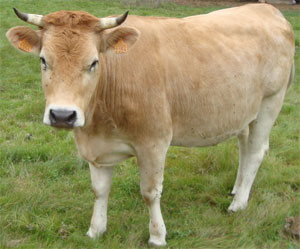 DAISY Ne le 19 aot 2008